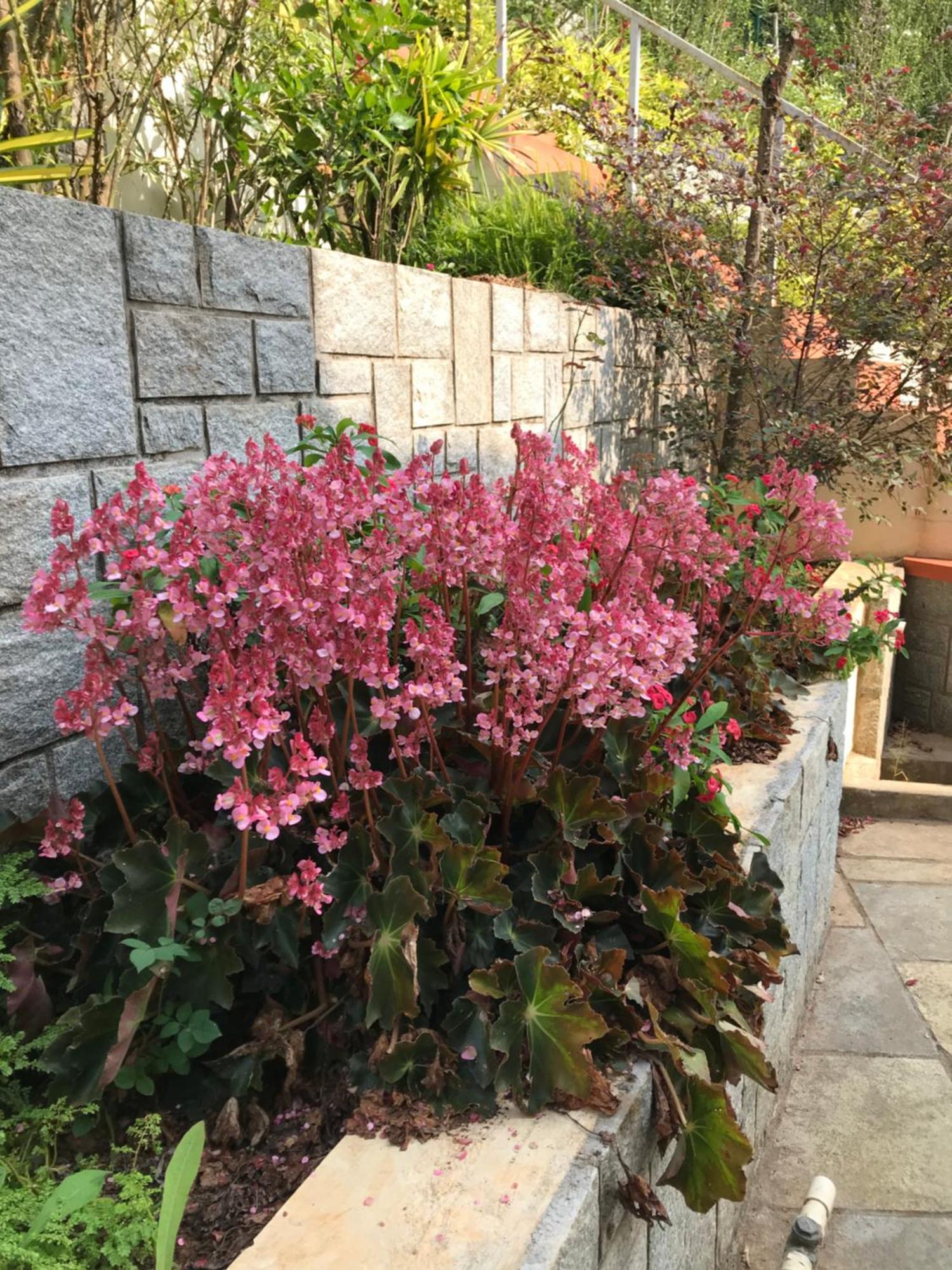 Robin Woods Homestay サクルシュプール エクステリア 写真